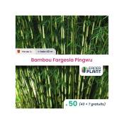 50 Bambou Fargesia Pingwu en pot de 1 Litre