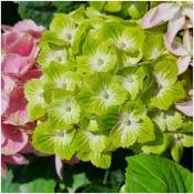 Hortensia macrophylla Green Ever Belles® 'Hortmagreclo'/Pot