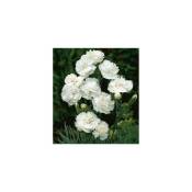 OEILLET HAYTOR WHITE PLANTE VIVACE - 3 GODETS - plante