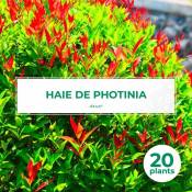 Pepinières Naudet - 20 Photinia (Photinia Fraseri