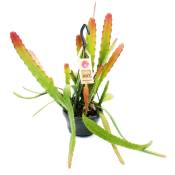 Epiphyllum anguliger Red Tip - cactus épée - cactus