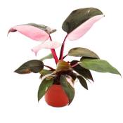 Philodendron Pink Princess - ami arbre rose-noir -