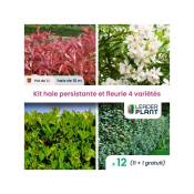 Kit arbustes persistant, rustique et fleuri - 4 variétés