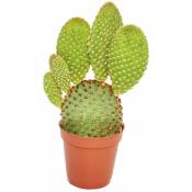 Opuntia microdasys rufida - cactus épineux rouge -