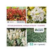 Kit arbustes persistant, rustique et fleuri - 4 variétés