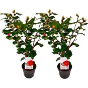 Plant In A Box - Camellia japonica 'Dr. King' - Set