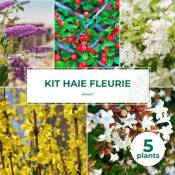 Pepinières Naudet - Kit Haie Fleurie - 5 Jeunes Plants