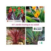 Leaderplantcom - Kit Jardin Exotique au Soleil - 4