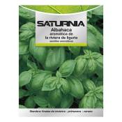 Saturnia - Graines aromatiques de basilic aromatique