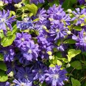 Clématite Floral Dance®/Pot de 1,5L - Bleue