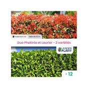 Leaderplantcom - Duo Photinia Rouge et Laurier Vert