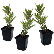 Plant In A Box - Arbutus Unedo - Set de 3 - Fraisier