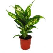 Exotenherz - Dieffenbachia Compacta - 1 plante - plante
