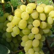 Vigne vinifera Italia/Pot de 3L