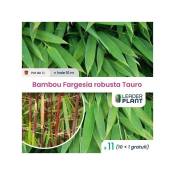 11 Bambou Fargesia robusta Tauro en pot de 1 Litre