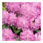 Rhododendron Roseum Elegans - Le pot / 3L / Hauteur