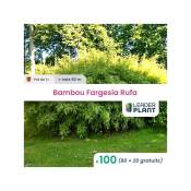 100 Bambou Fargesia Rufa en pot de 1 Litre
