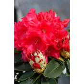 Rhododendron 'Markeeta's Prize' Taille du pot - 5L