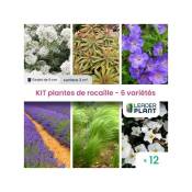 Leaderplantcom - Kit Plantes de Rocaille – 6 variétés
