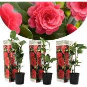 Plant In A Box - Camellia Japonica - Set de 3 - Rouge