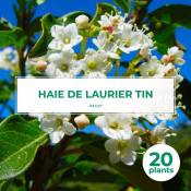 Pepinières Naudet - 20 Laurier Tin (Viburnum Tinus)