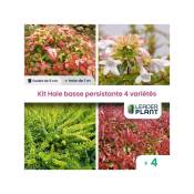 Kit Haie Basse Persistante - 4 variétés - 4 plantes