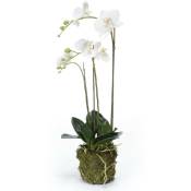 Orchidée phalaenopsis artificielle 70 cm Blanc - Emerald
