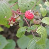 Pepinières Naudet - Framboisier (Rubus Idaeus) - Godet