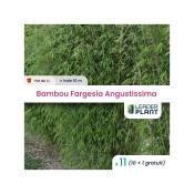 Leaderplantcom - 11 Bambou Fargesia Angustissima en