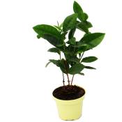 Véritable plante de thé - Camelia sinensis