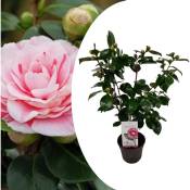 Plant In A Box - Camellia japonica 'Bonomiana' - Rose
