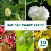 Pepinières Naudet - Kit Haie Croissance Rapide - 10