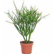 Exotenherz - Euphorbia tirucalli - crayon cactus -