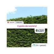 Leaderplantcom - 11 Cyprès de Leyland en pot de 10
