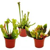 Trio de plantes tubulaires - 3 plantes Sarracenia différentes