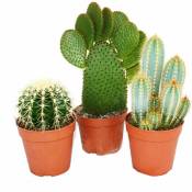 3 cactus plus gros différents dans un ensemble, pot