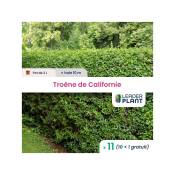 Leaderplantcom - 11 Troènes de Californie en pot de