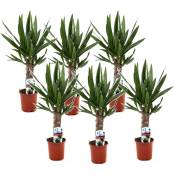 Plant In A Box - Yucca Elephantipes - Set de 6 - Pots
