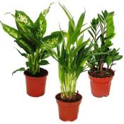 Exotenherz - set de plantes d'intérieur - Dieffenbachia