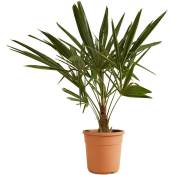 Trachycarpus Fortunei - Palmier chinois - Palmier -