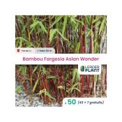 50 Bambou Fargesia Asian Wonder pot 1 Litre