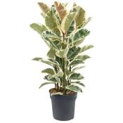 Plant In A Box - Ficus Elastica Tineke - 'Rubber tree'