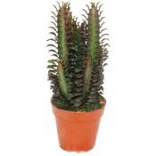 Euphorbia trigona rubra - plante de taille moyenne
