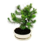 Bonsai - Pinus halepensis - Pin d'Alep - environ 9