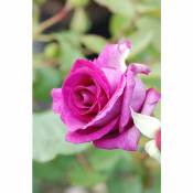 Rosier'Violette Parfumée'® Taille du pot - 5L