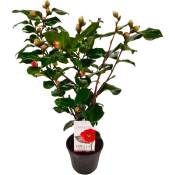 Plant In A Box - Camellia japonica 'Dr. King' - Rose