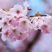 Cerisier du Japon Kiku Shidare Zakura/Pot de 15L -