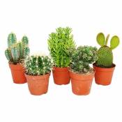 5 cactus différents de taille moyenne dans un ensemble,
