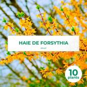 10 Forsythia (Forsythia X Intermedia 'Lynwood Gold')