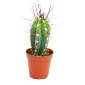 Stetsonia Coryne - aiguille à coudre cactus - pot